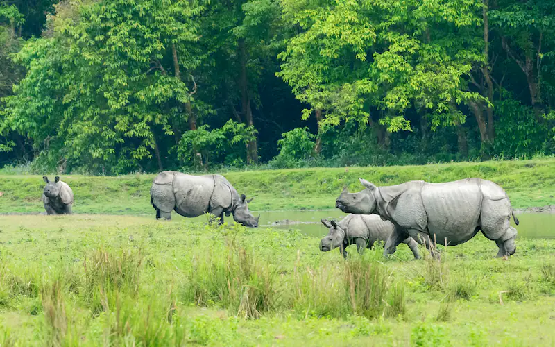 Kaziranga-National-Park-in-Assam