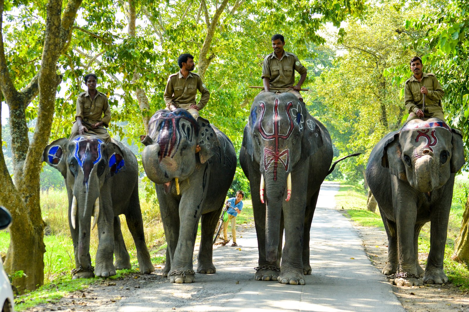 mighty elephants kaziranga national park