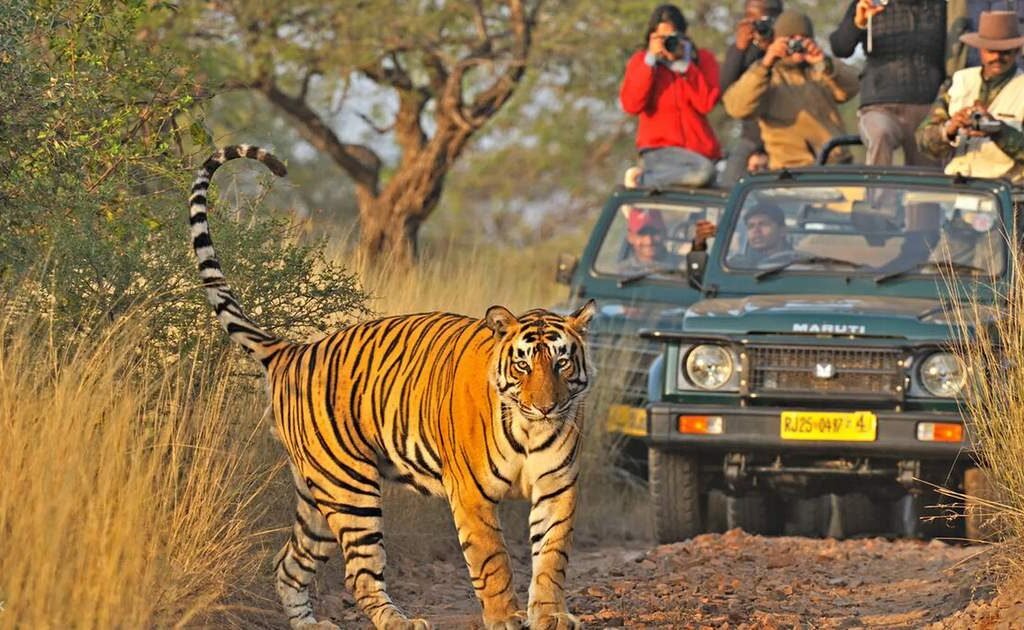 Ranthambore-National-Park-Tiger-Safari-from Delhi
