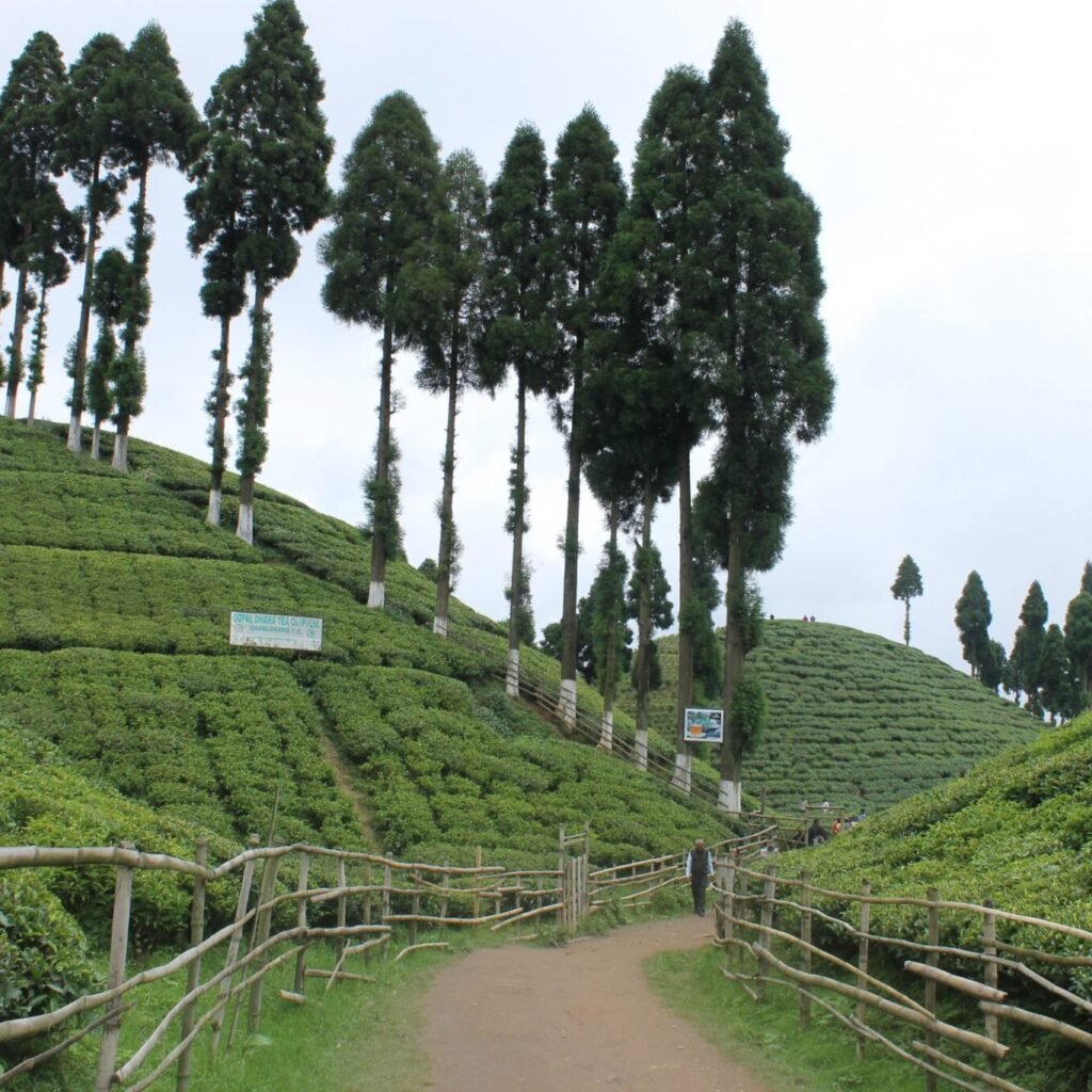 tea farming in darjeeling