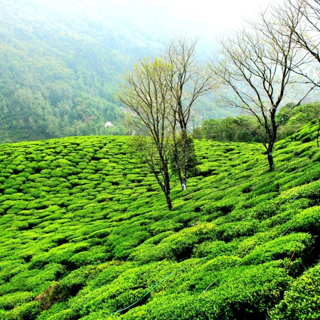 tea garden darjeeling