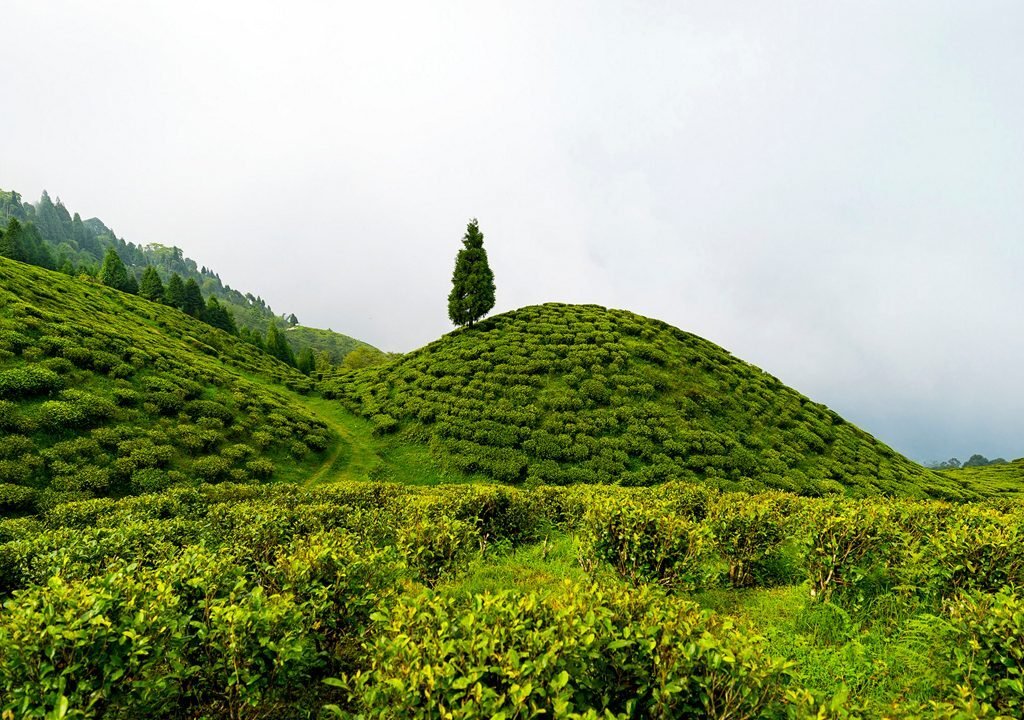 happy valley tea estate darjeeling