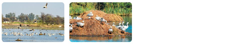 sultanpur bird sanctuary