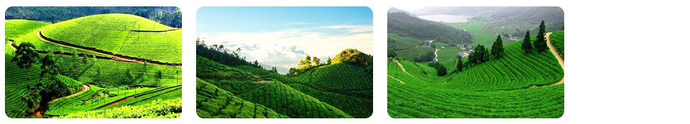 munnar a paradise of tea gardens