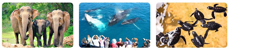 family sri lanka tour package from chennai