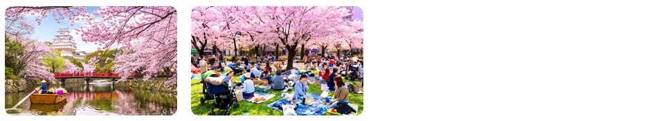 spring cherry blossom season late march to early may