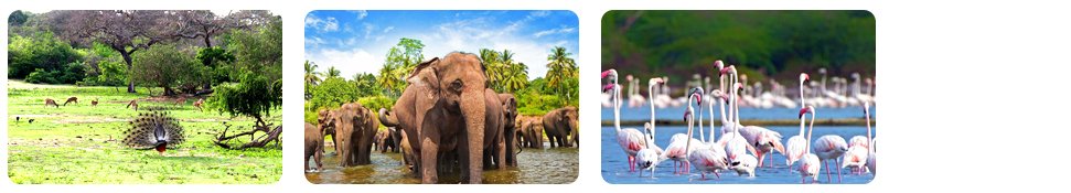 yala national park wildlife safari