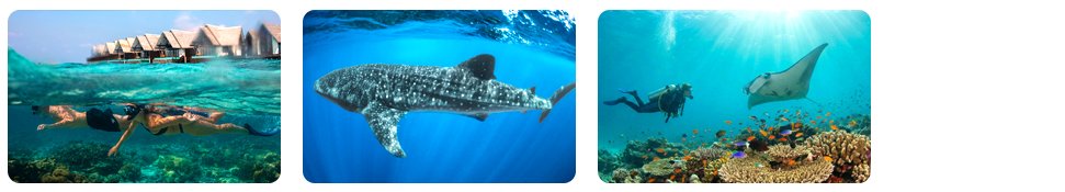 snorkeling and diving