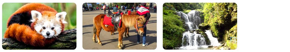family darjeeling tour