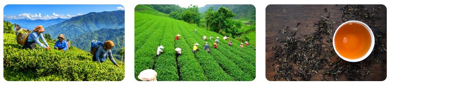 tea estate visits